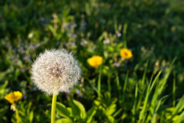 A fluffy dandelion on green field background with bloom dandelions, selective focus. Flower landscape for publication, design, poster, calendar, post, banner, cover, website. High quality photo
