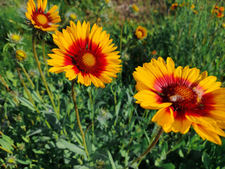 Echinacea flowers. echinacea. Echinacea purpurea, flowering medicinal plant, rudbeckia, medical plant. Vibrant growing patch of Echinacea Purpurea also known as Purple Coneflower.