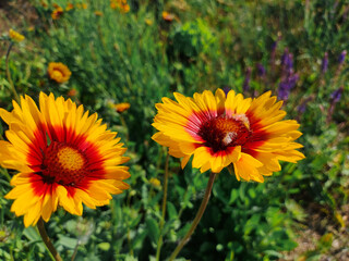 Echinacea flowers. echinacea. Echinacea purpurea, flowering medicinal plant, rudbeckia, medical plant. Vibrant growing patch of Echinacea Purpurea also known as Purple Coneflower.
