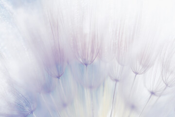 White dandelion close up. Abstract summer nature background.