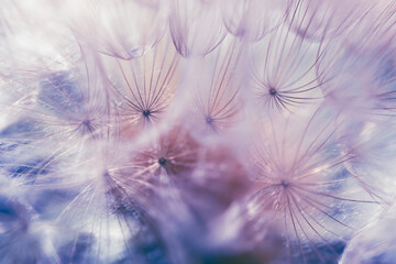 White dandelion in a forest at sunset. Macro image. Abstract nature background