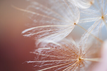 White dandelion in a forest against the pink sky at sunset. Macro image