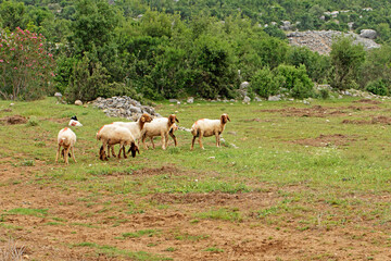 Awassi sheep grazing in a pasture