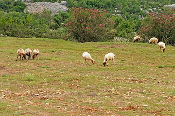 Fototapeta premium Awassi sheep grazing in a pasture