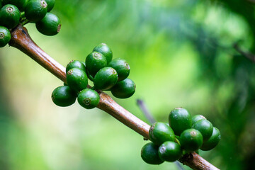 Green coffee on the tree with a natural background