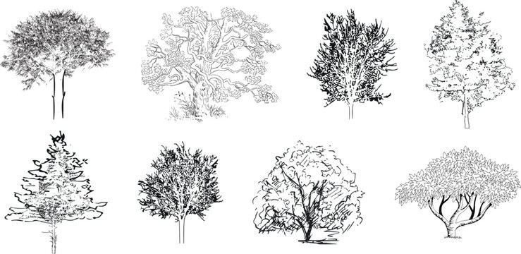 Minimal style cad tree line drawing, Side view, set of graphics trees elements outline symbol for architecture and landscape design drawing