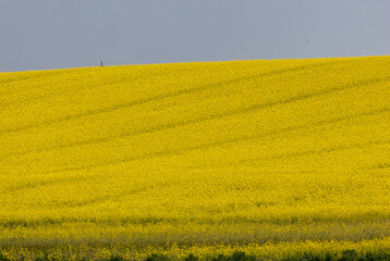 Rapeseed Flowers in rapeseed field. Blooming canola flowers.