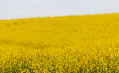 Rapeseed Flowers in rapeseed field. Blooming canola flowers.