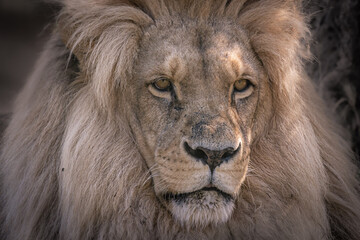 portrait of a lion