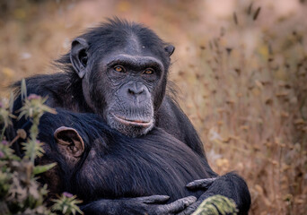 mother and baby chimpanzee