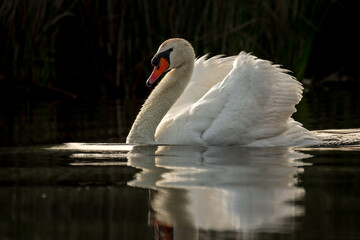 Male Mute Swan