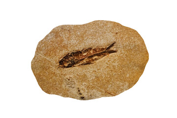 Obraz premium Fish fossil in sandstone isolated on white background.