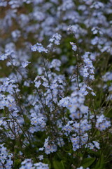 forget-me-not