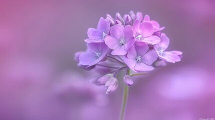  A tight shot of a purple flower against a softly blurred backdrop The flower's center and its foreground counterpart exhibit a gentle blur