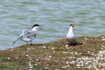 Sterne pierregarin,.Sterna hirundo, Common Tern
