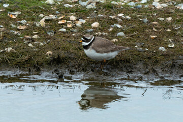 Grand Gravelot , Pluvier grand gravelot,.Charadrius hiaticula, Common Ringed Plover