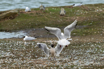 Mouette rieuse, nid,.Chroicocephalus ridibundus, Black headed Gull