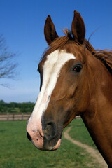 Fototapeta premium Cheval , race Selle Francais , Equus caballus