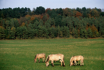 Fototapeta premium Cheval sauvage Tarpan, Equus caballus