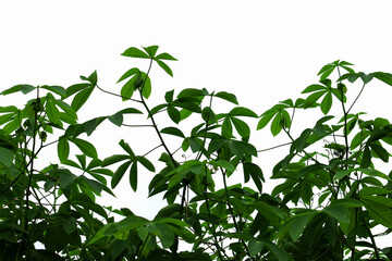 cassava plants that grow well, texture and shape of cassava plant leaves, cassava plantations, benefits of cassava plant leaves
