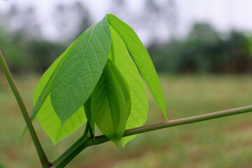 cassava plants that grow well, texture and shape of cassava plant leaves, cassava plantations,...