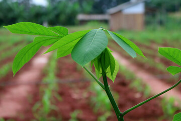 cassava plants that grow well, texture and shape of cassava plant leaves, cassava plantations, benefits of cassava plant leaves
