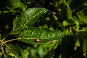 ladybug on leaf