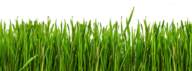 green grass isolated on transparent or white background, png