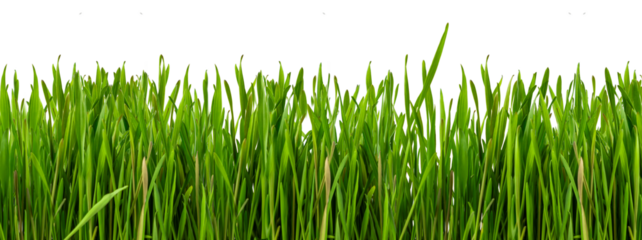 green grass isolated on transparent or white background, png