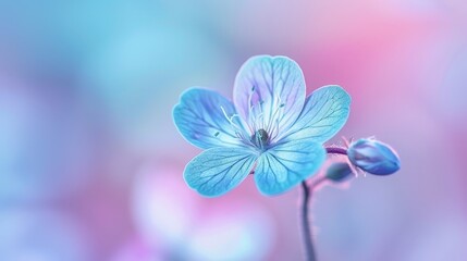  A tight shot of a blue blossom against a hazy backdrop of pink, blue, and purple tones, subtly blending into white hues
