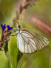 Black-veined White