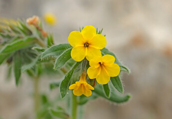 Oak yellow henna (Alkanna kotschyana) among the rocks