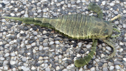 
A 3D illustration of an extinct Eurypterus Remipes on a pebble beach 420 million years ago.