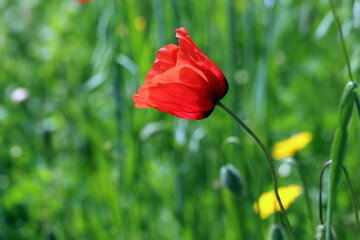 Fototapeta premium Red poppy in a field on a sunny day 