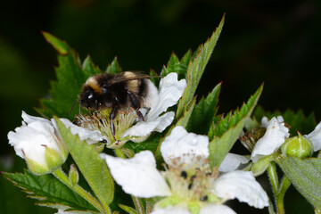  Erdhummel, Große Erdhummel, Bombus magnus