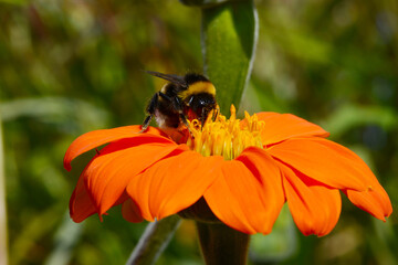 Dunkle Erdhummel (Bombus terrestris)