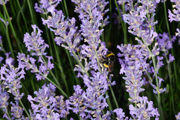 Hummeln, Gartenhummel, Bombus hortorum