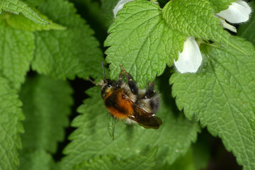 Hummeln, Ackerhummel, Bombus pascuorum