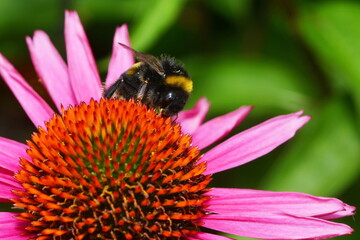 Hummeln, Erdhummel, Bombus terrestris