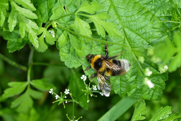 Gartenhummel, Bombus hortorum