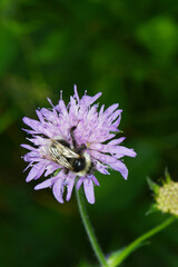 Hummeln,  Grauweiße Hummel, Bombus mucidus