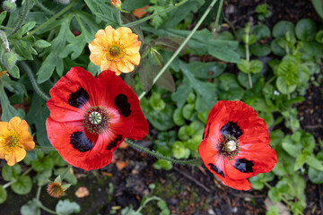 Obraz premium Flowers in an English country garden in May