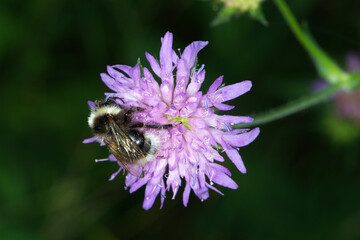 Hummeln,  Grauweiße Hummel, Bombus mucidus