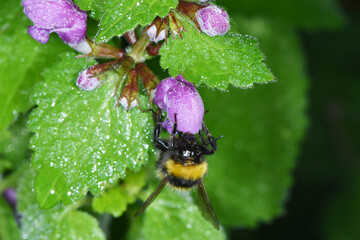Große Erdhummel, Bombus magnus