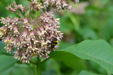Gartenhummel, Bombus hortorum