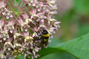 Gartenhummel, Bombus hortorum