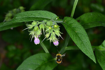 Hummeln, Wiesenhummel, Bombus pratorum