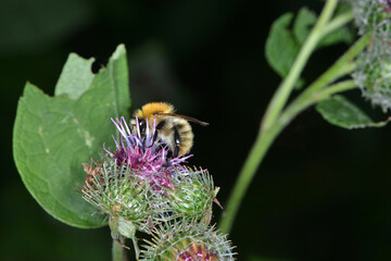 Hummeln, Mooshummel, Bombus muscorum