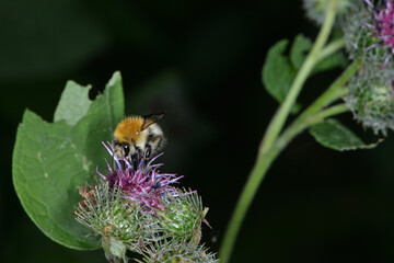 Hummeln, Mooshummel, Bombus muscorum
