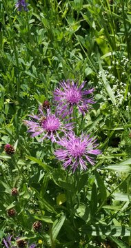 (Centaurea jacea) A group of pale purple knapweed flowers, pollinated by bees, atop tall, stiff stems bearing basal lance-shaped green foliage